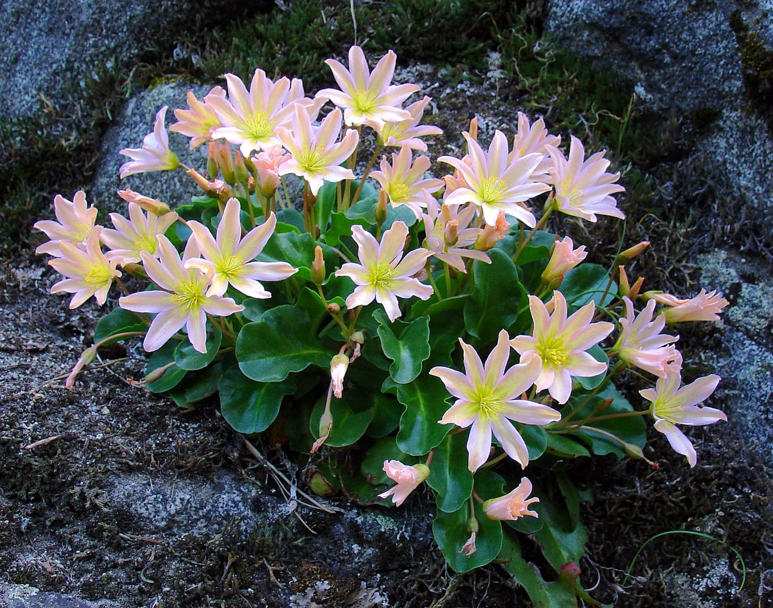 A gentle belle--resplendent in a muted setting of sharp needles, gritty soil and cold stone--Tweedy’s Lewisia clings to life in the least likely of environments.