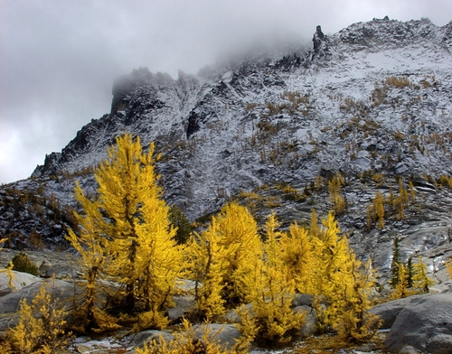 These are larch trees in their pre-winter color. They drop their needles shortly after turning yellow.