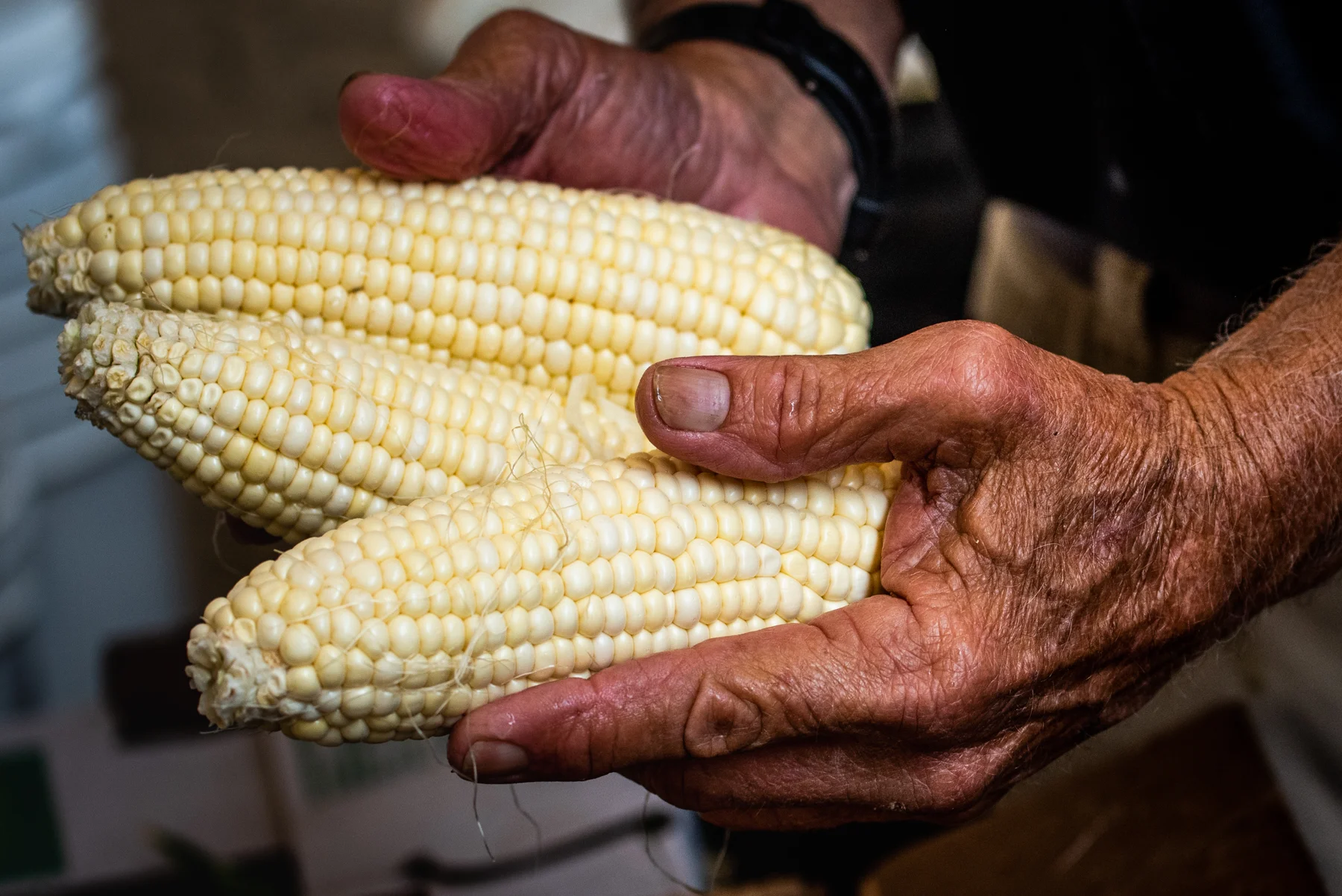 I asked Bob to show me how he shucks the corn. I had never watched the process with 100% engagement until that day, and once I was in…I was ALL in. His hands told the story of a man who is a master of his craft, his weathered and bruised skin showed his many years of experience and attention to detail that made him the superstar that he is. My camera kept bouncing from his face to his hands and I knew this was someone who was living his passion, it was a wonderful sight to see and capture.