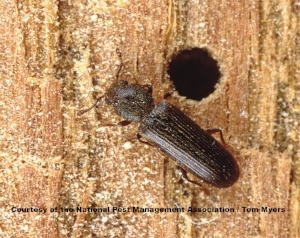 37-Powderpost-beetle-NPMA.jpg