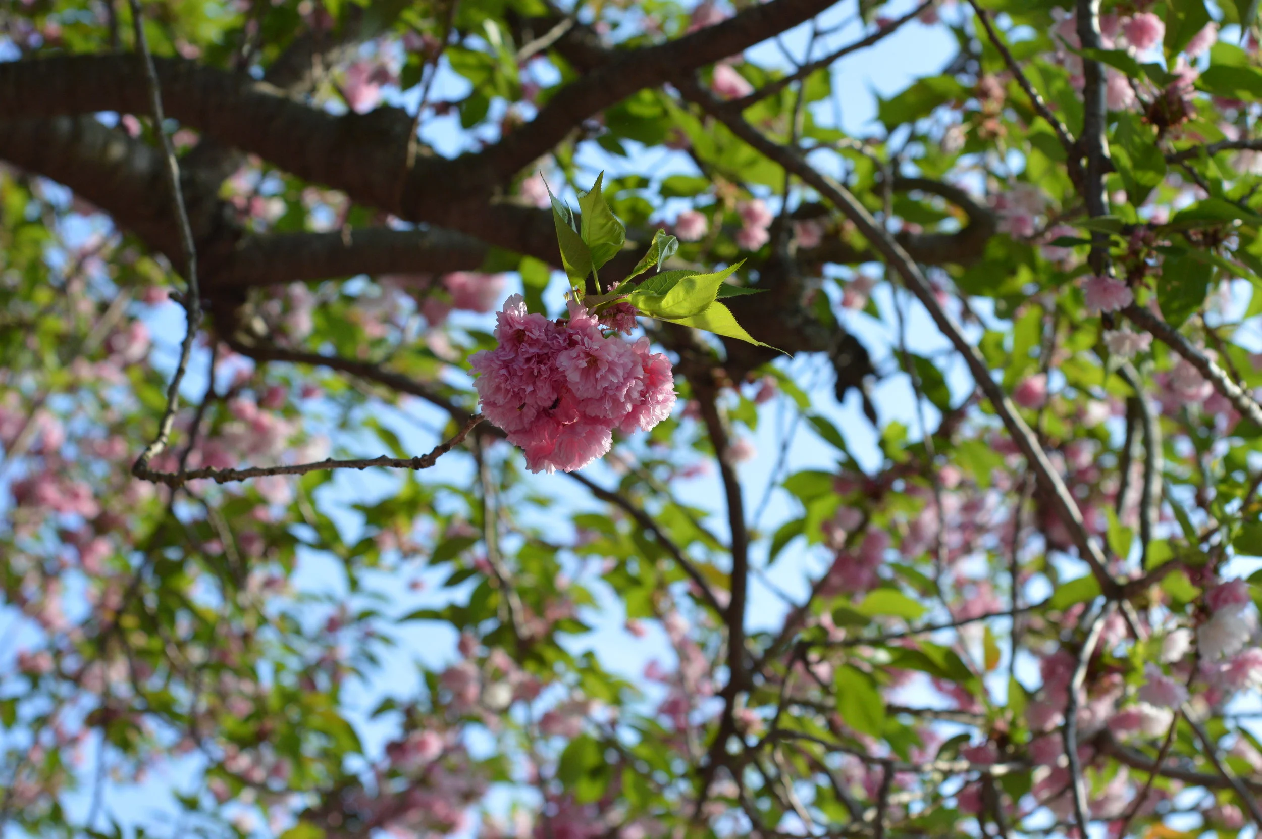 DSC_0013.JPG