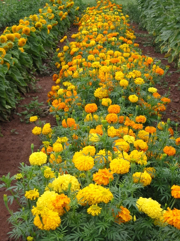 Z-Marigold1.JPG
