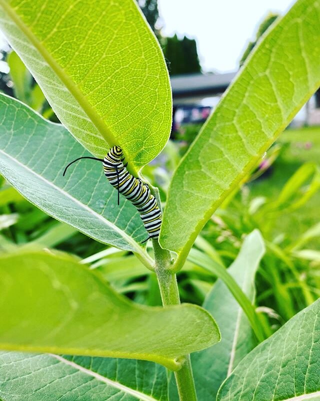 Hello friend 🐛