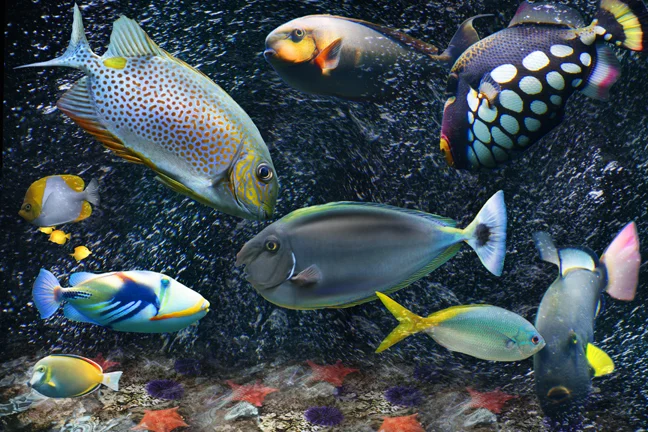 Fish Tank 2