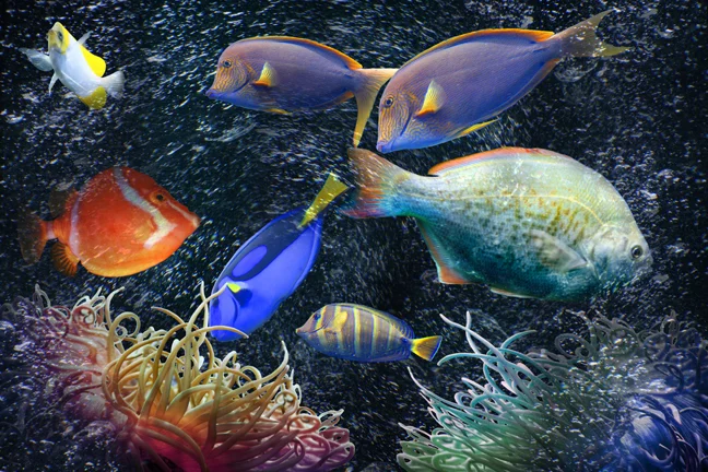 Fish Tank 5
