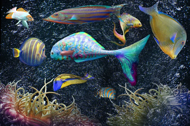 Fish Tank 6