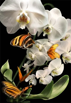 Orchid with Monarchs. 45x65