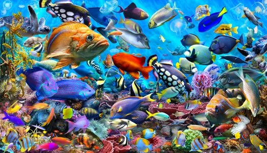 Aquarium. 48x84