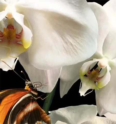 Orchid with Butterflies. Detail 1