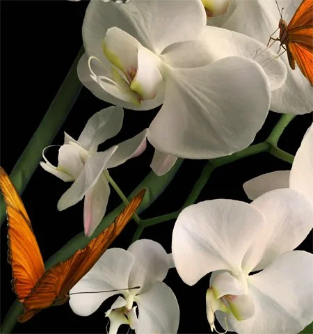 Orchid with Butterflies. Detail 2