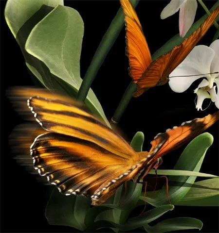 Orchid with Butterflies. Detail 3