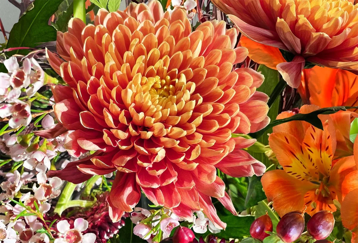 Chrysanthemums. Detail 1