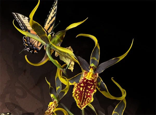 Exotic Orchid with Butterflies.Detail 1