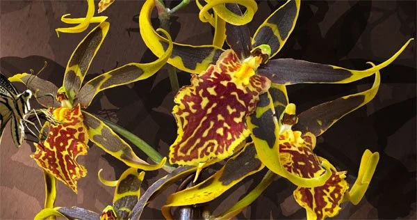 Exotic Orchid with Butterflies. Detail 6