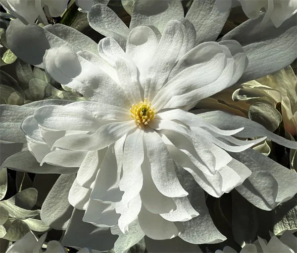 White Symphony. Detail 1