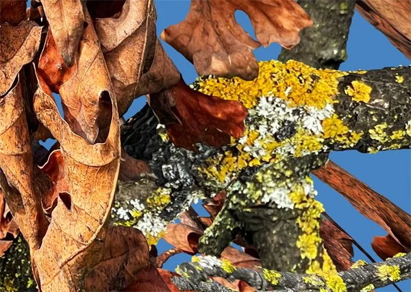 Winter Branches. Detail 1