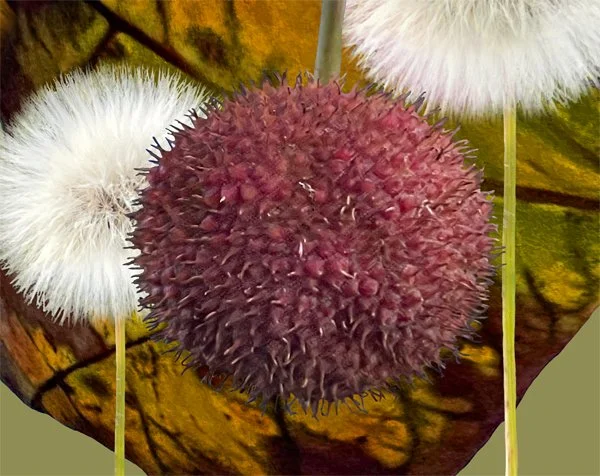 Winter Spheres. Detail 2