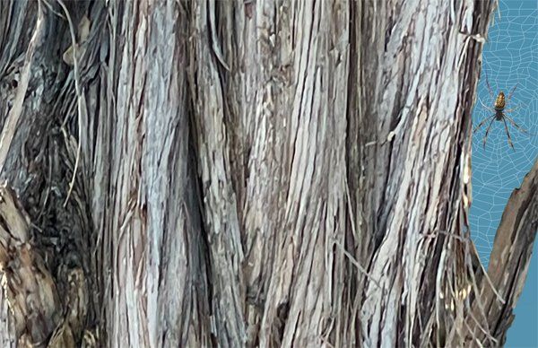 March Geometry. Detail 2