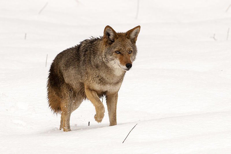 History of Coyote Bounties! Script