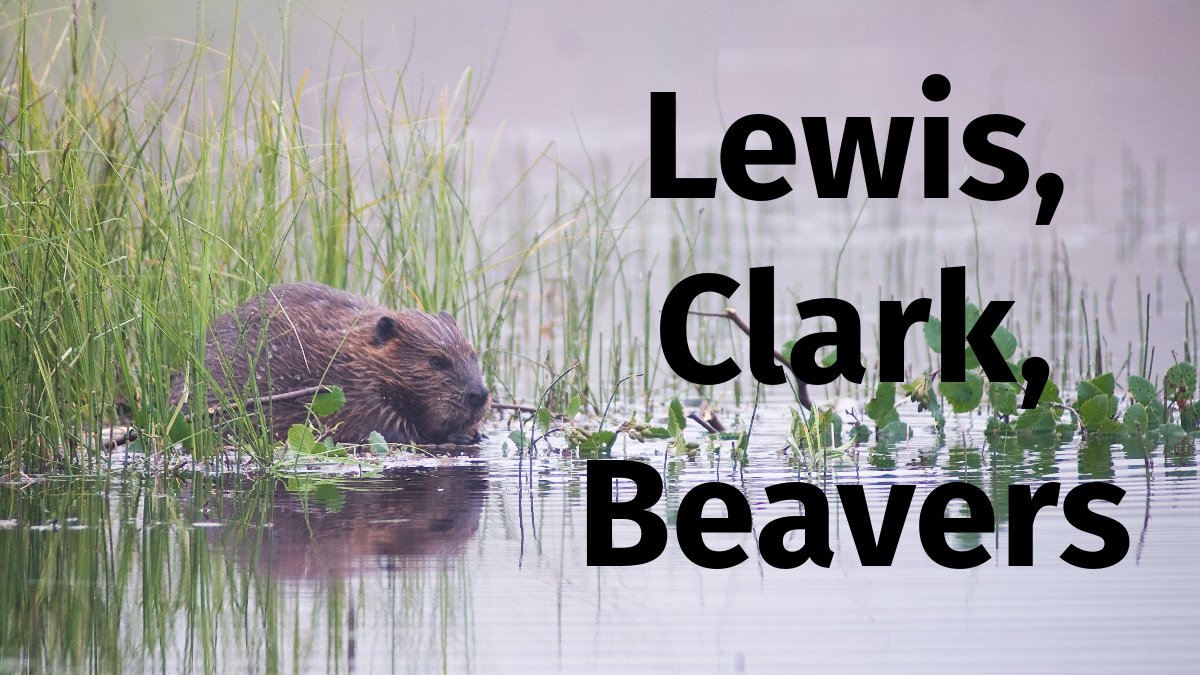 Lewis, Clark, and Beavers