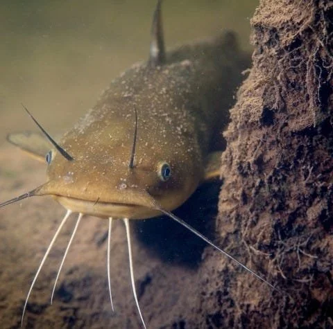 A History of Man-eating Catfish... Or Maybe Not?