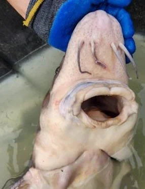 Big Fish in the Heartland: The Story of Sturgeon in the Missouri River