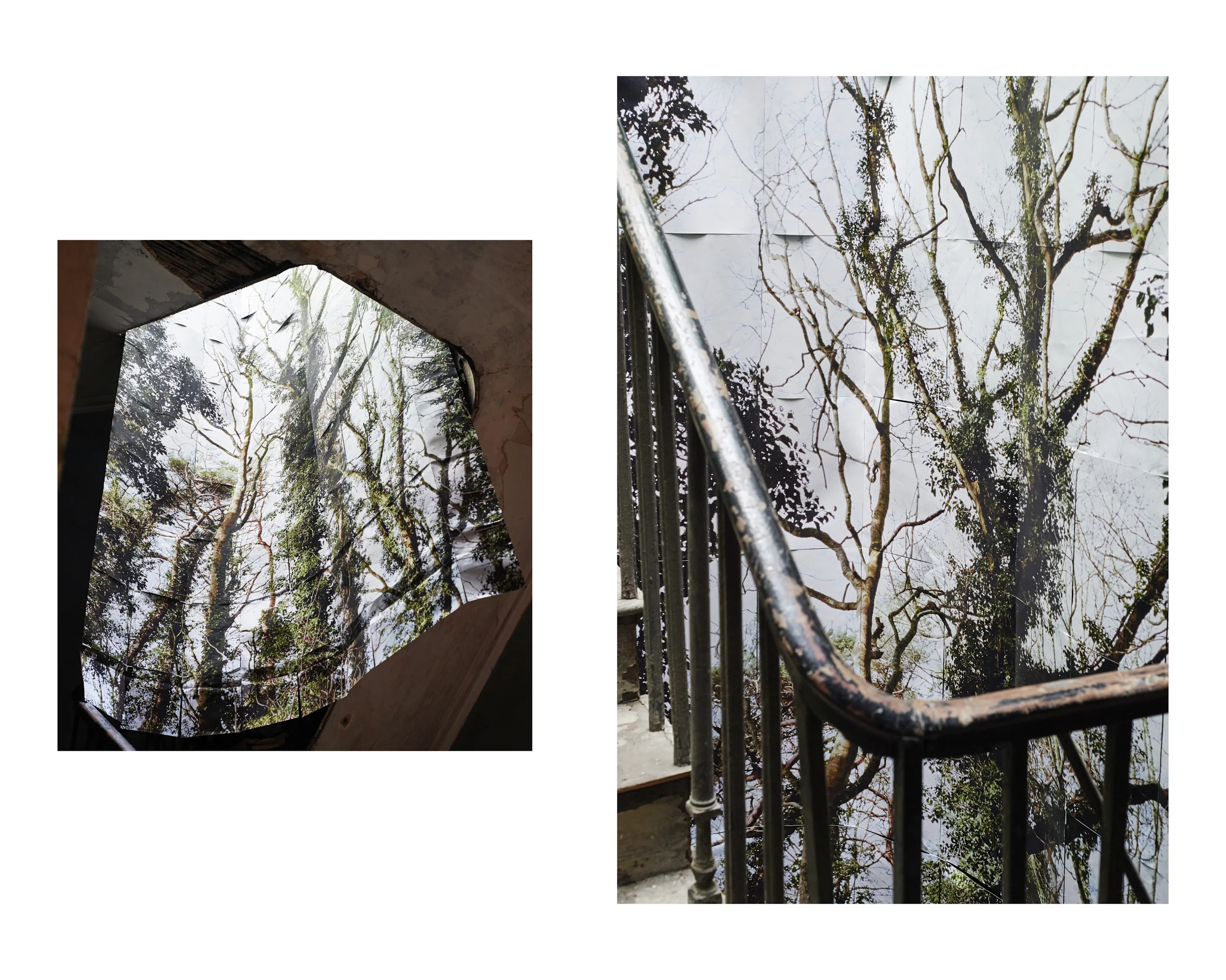 Rising Trees