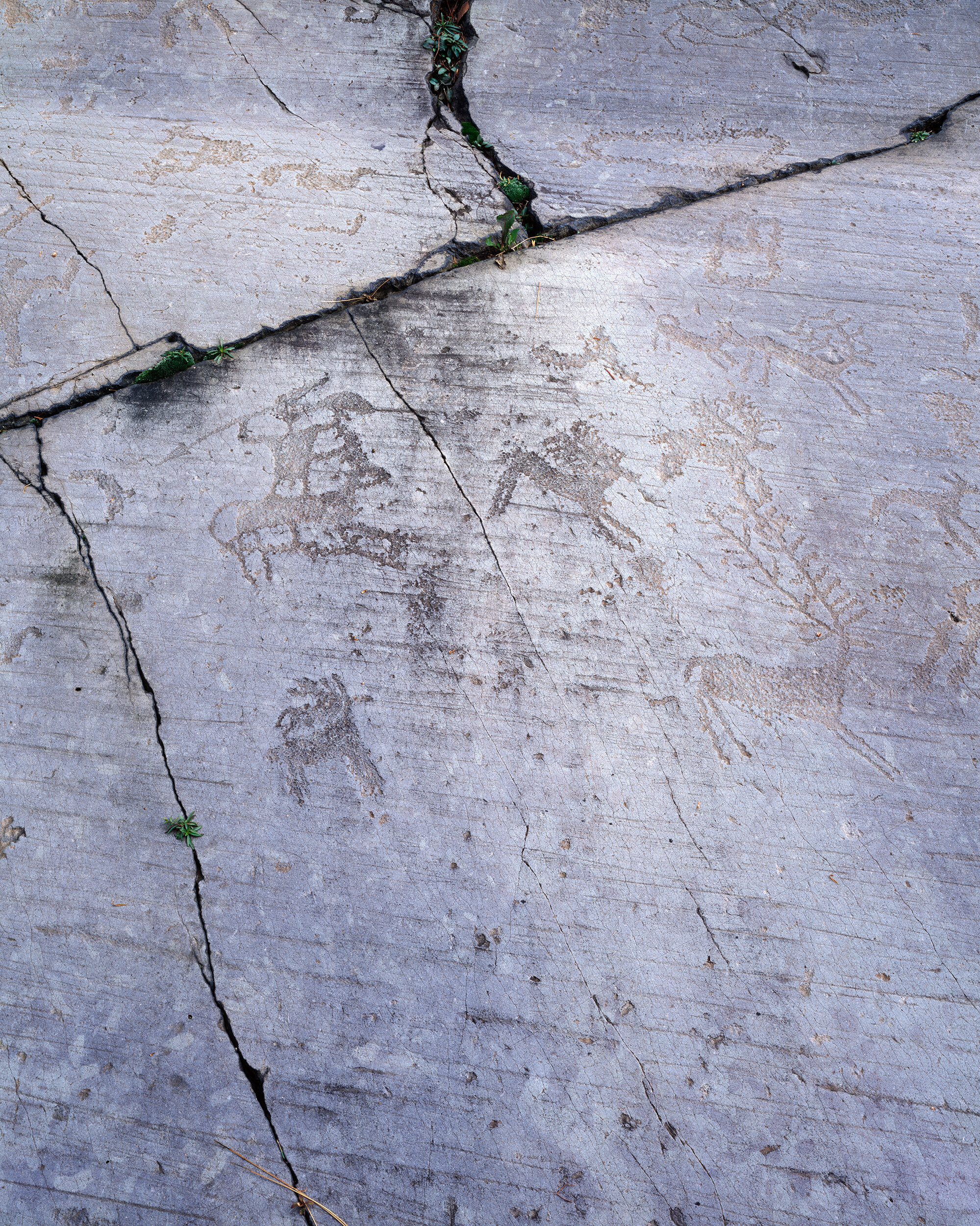 Petroglyph VI