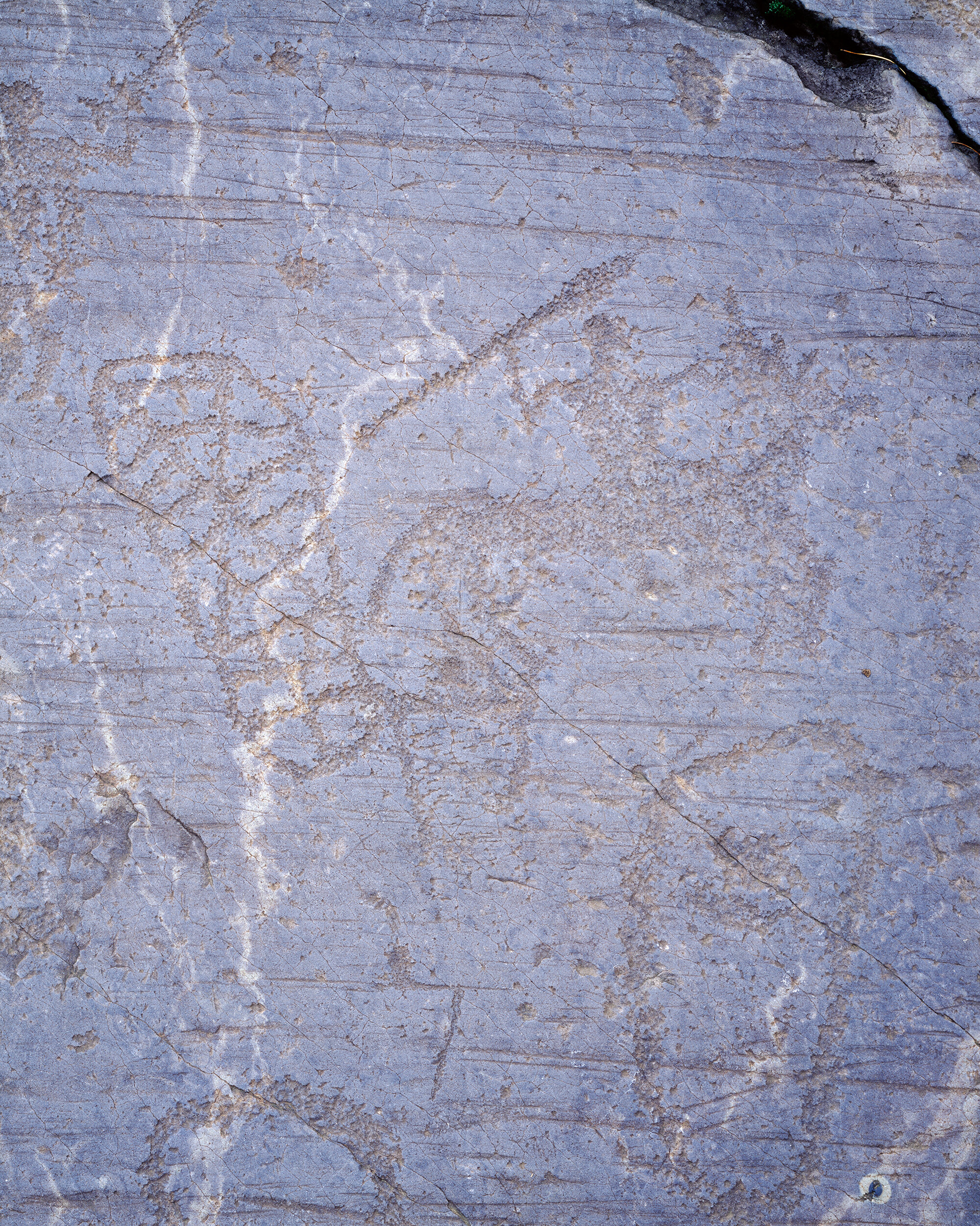 Petroglyph IV