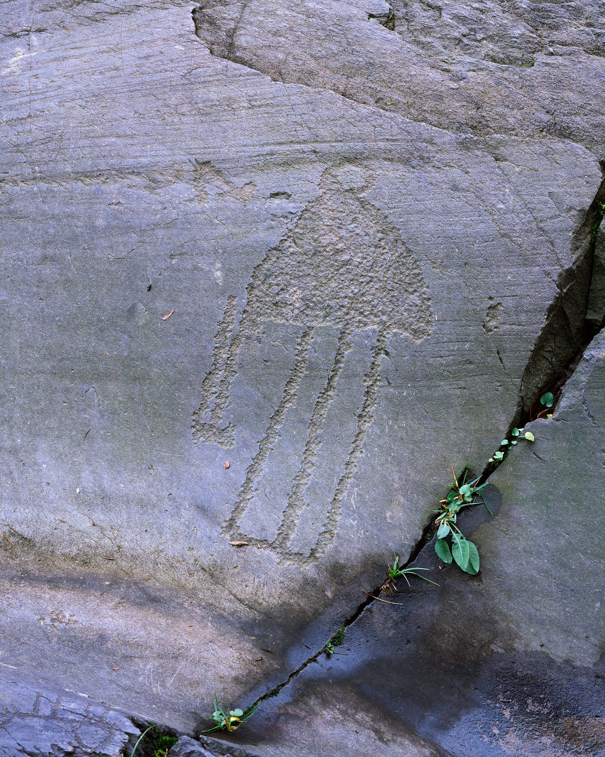 Petroglyph V