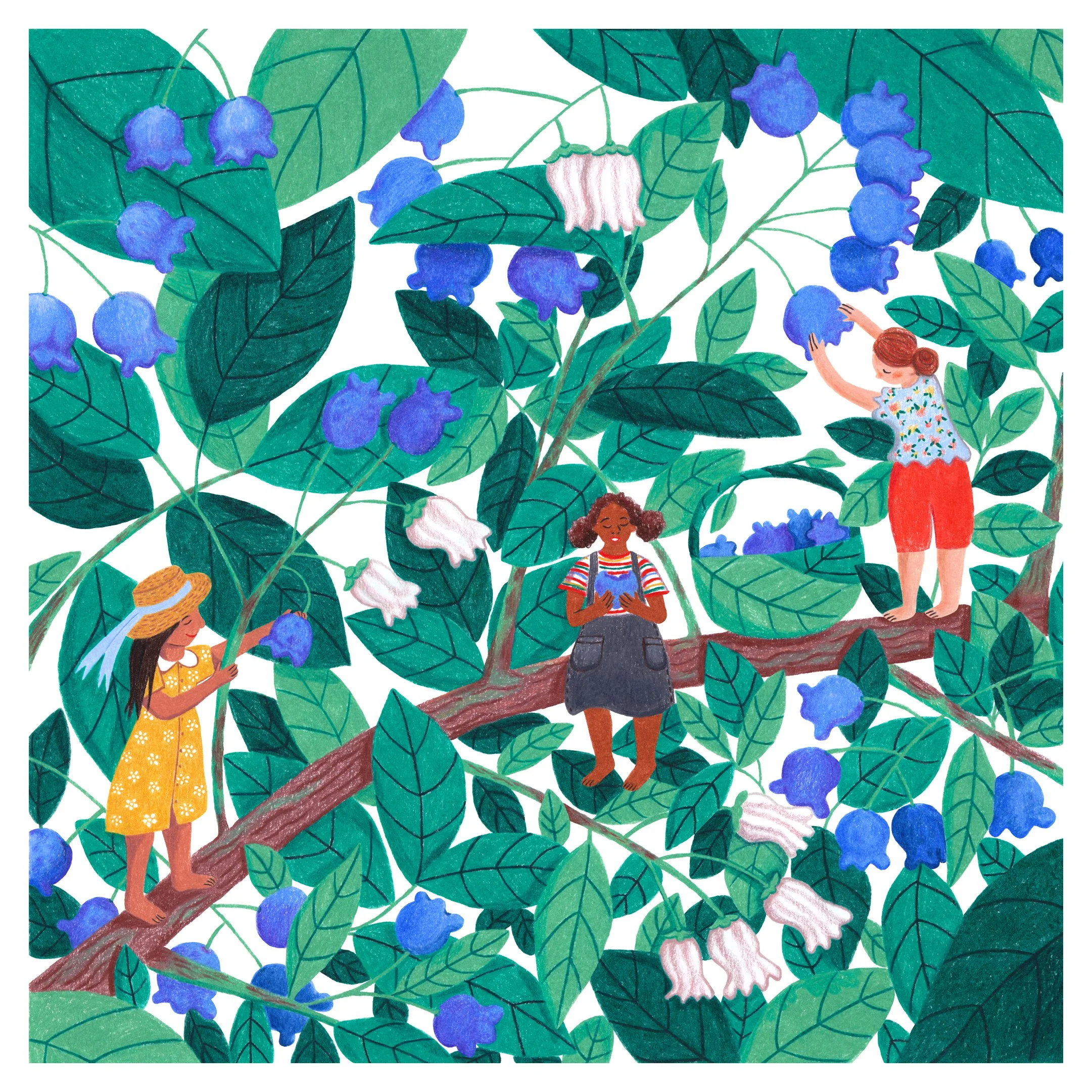 Blueberry Illustration - Emma Carpenter small version.jpg