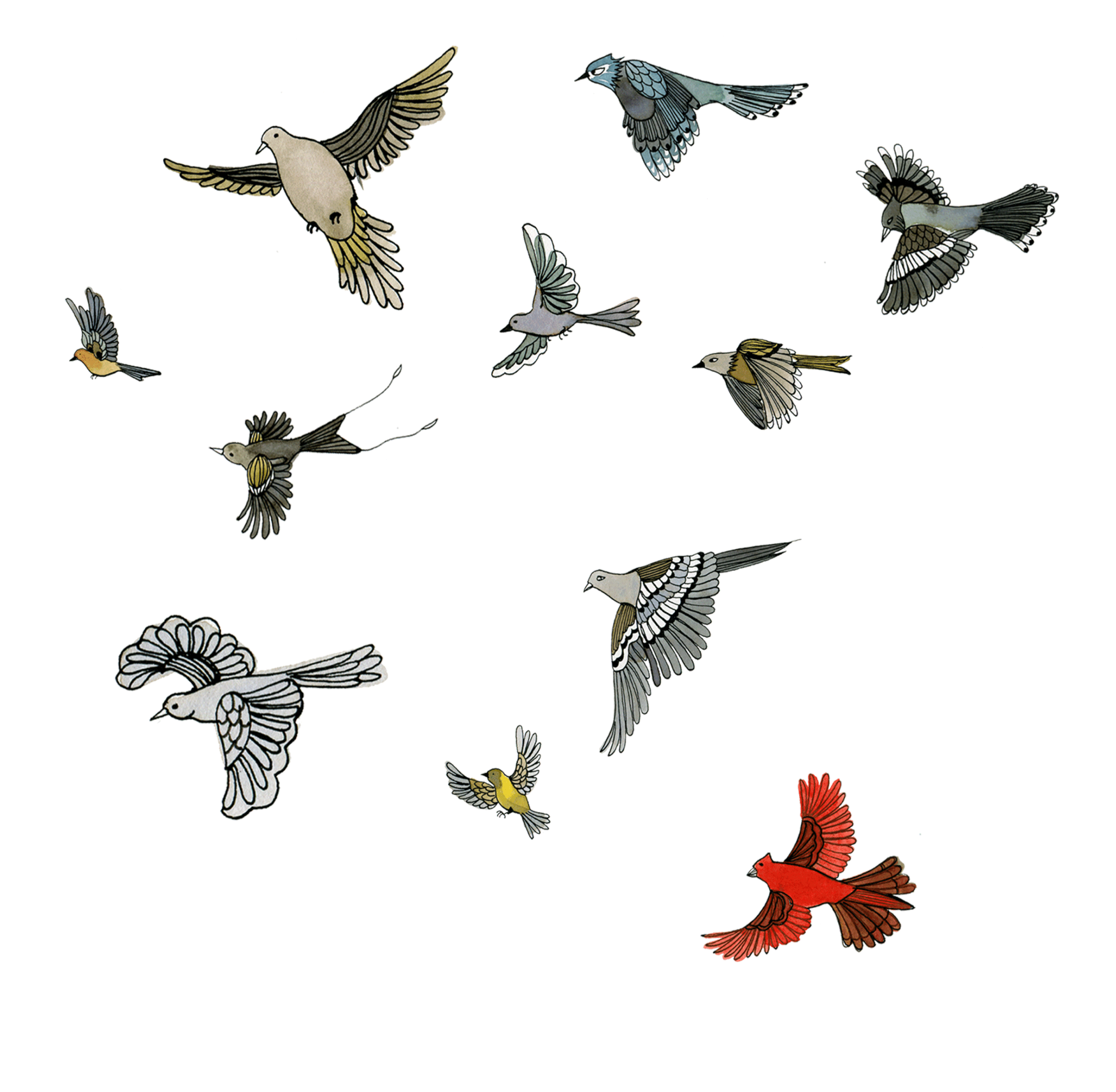 birds.gif