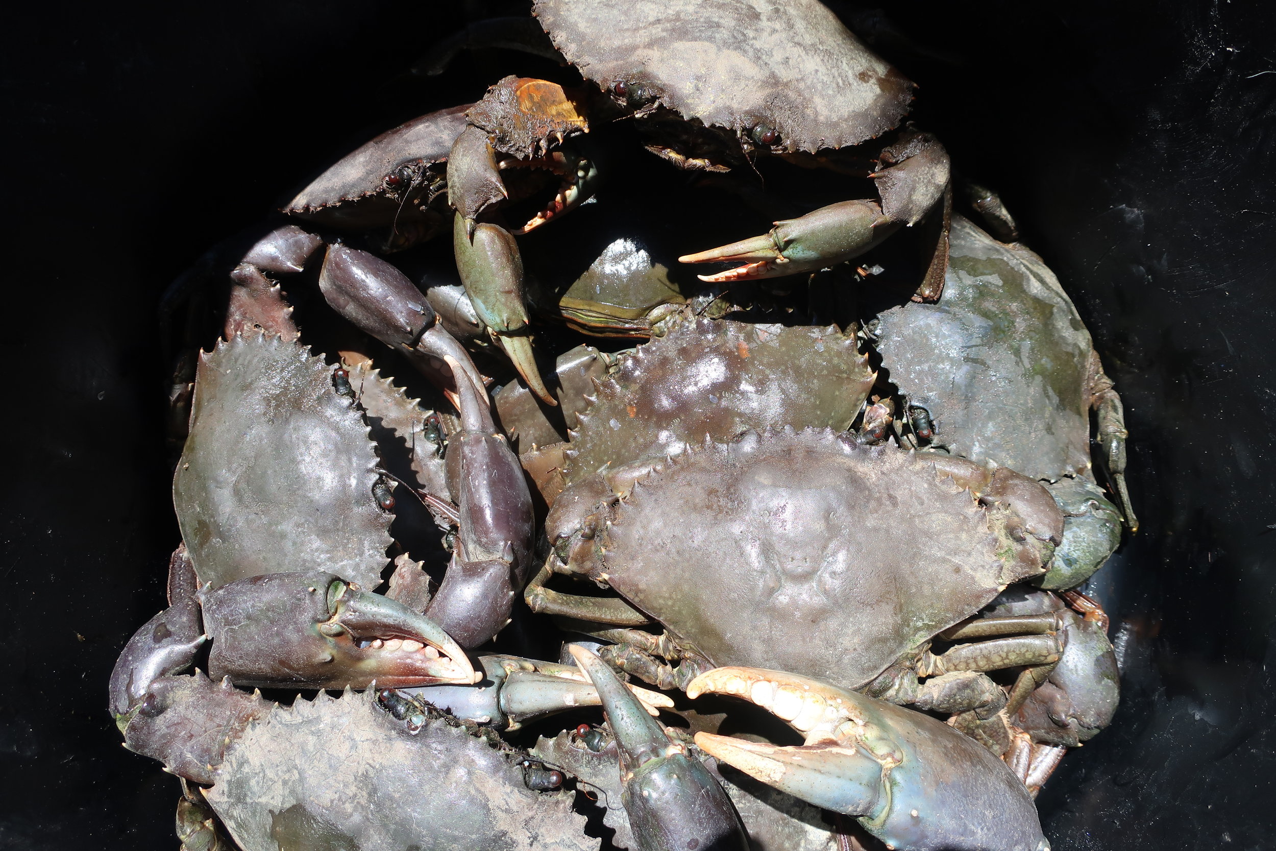 Crabes de palétuviers