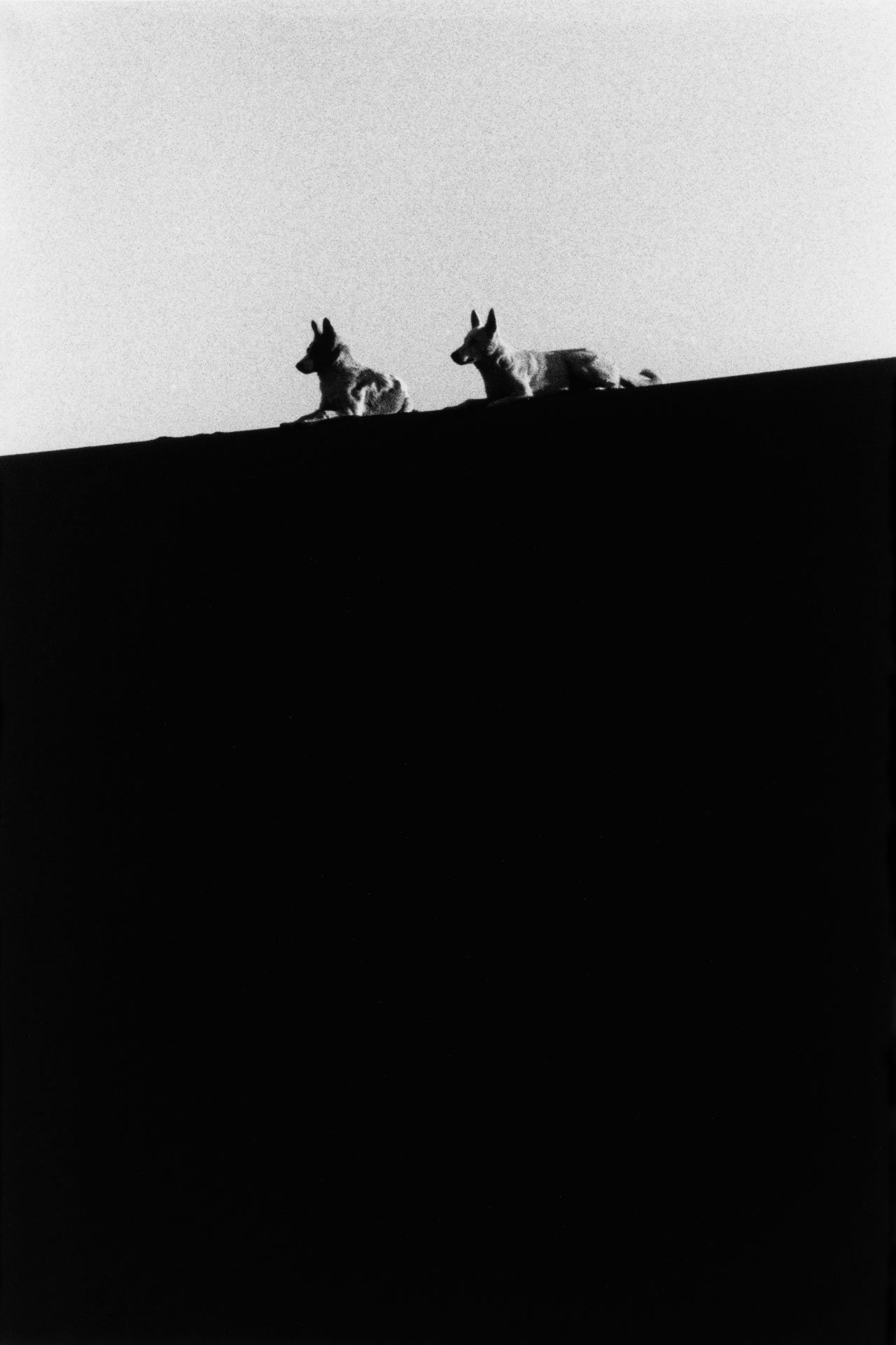 12---Untitled-(Dune-dogs).jpg