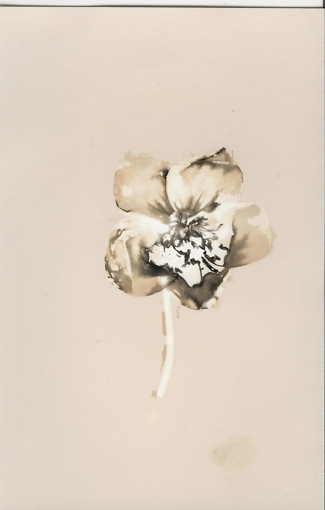 Lenten rose (Helleborus orientalis) Milena phytogram.jpeg