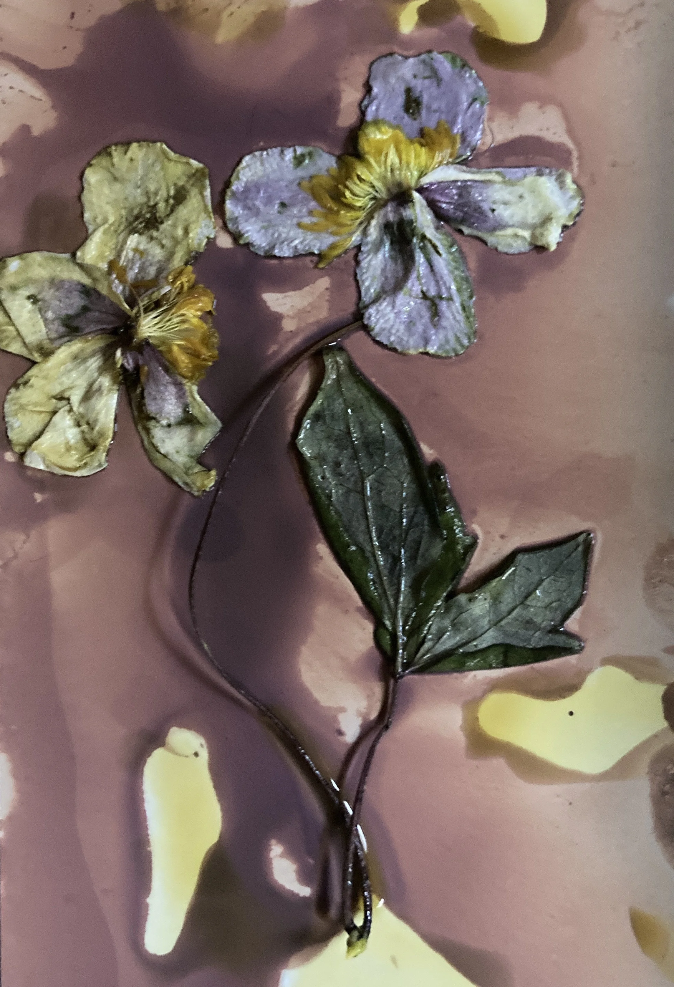 flowers in onion dev phytogram process.jpg