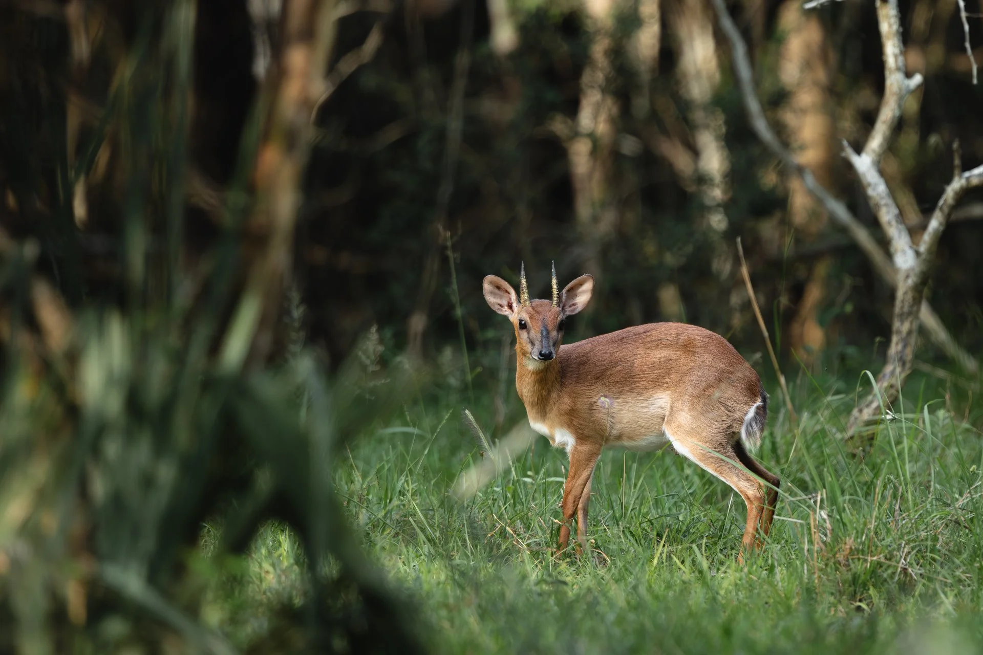 THE SUNI: SMALL SECRETS OF THE RARE SAND FOREST