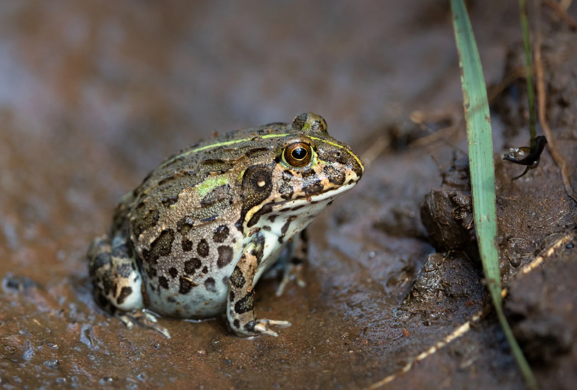THE AFRICAN BULLFROG AN IMPORTANT RAINYDAY RESIDENT AT UKUWELA — Wild