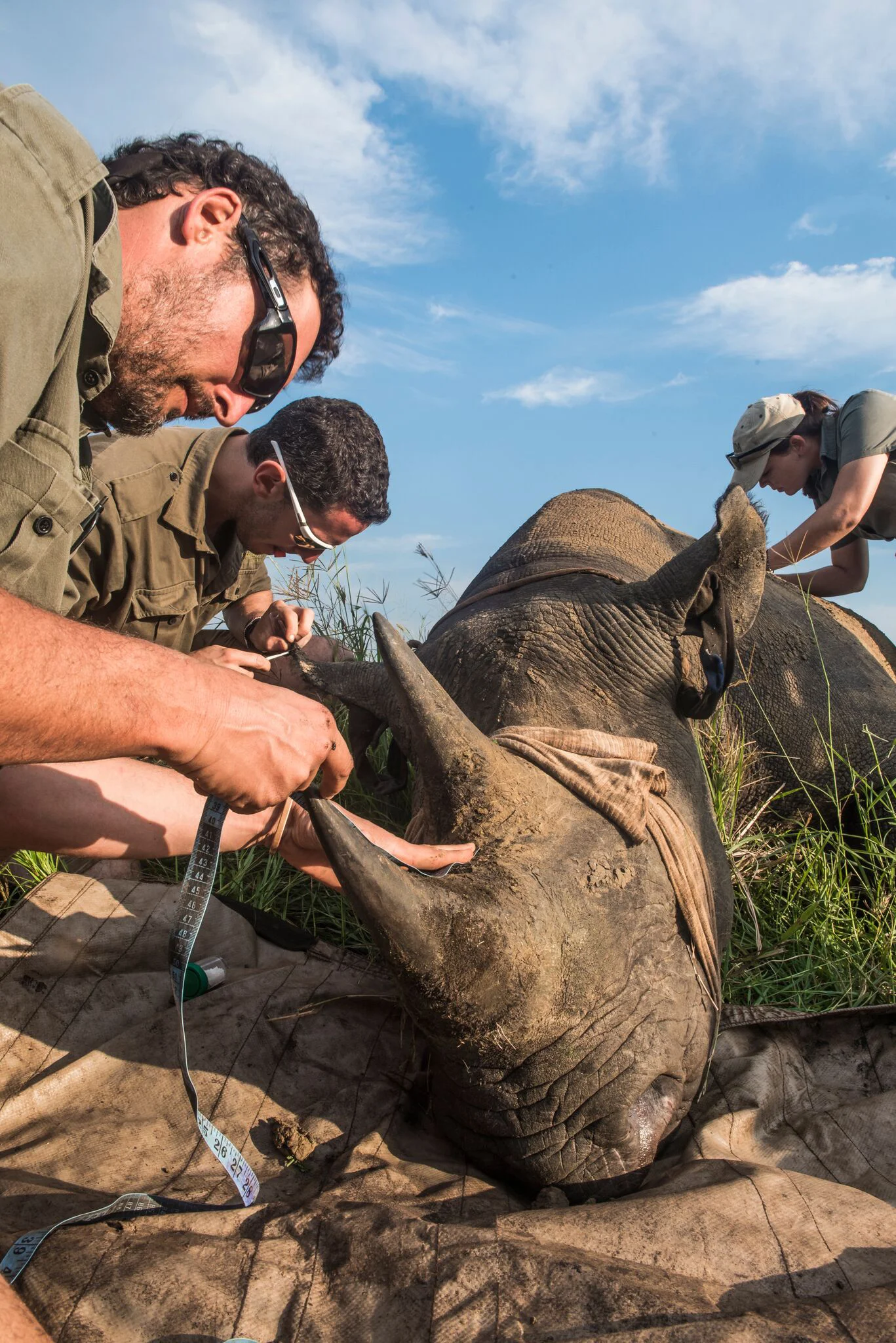 Simon Naylor, Phinda Reserve Manager takes measurements. Photo credit: ©Peter Chadwick www.peterchadwick.co.za