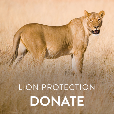 _0006_lion protection.jpg