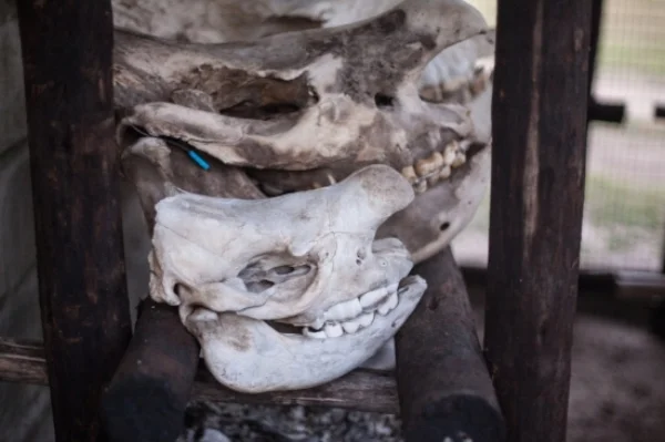Poached rhino skulls including juvenile (front), KwaZulu-Natal South Africa