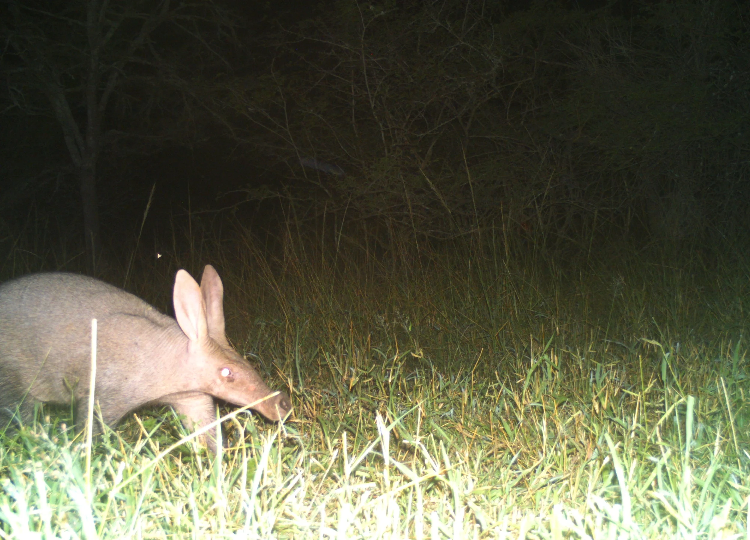 An Aardvark (Orycteropus afer) appeared once in the camera trap survey. Rarely seen during the day, it was photographed at 1am in the morning foraging for food.