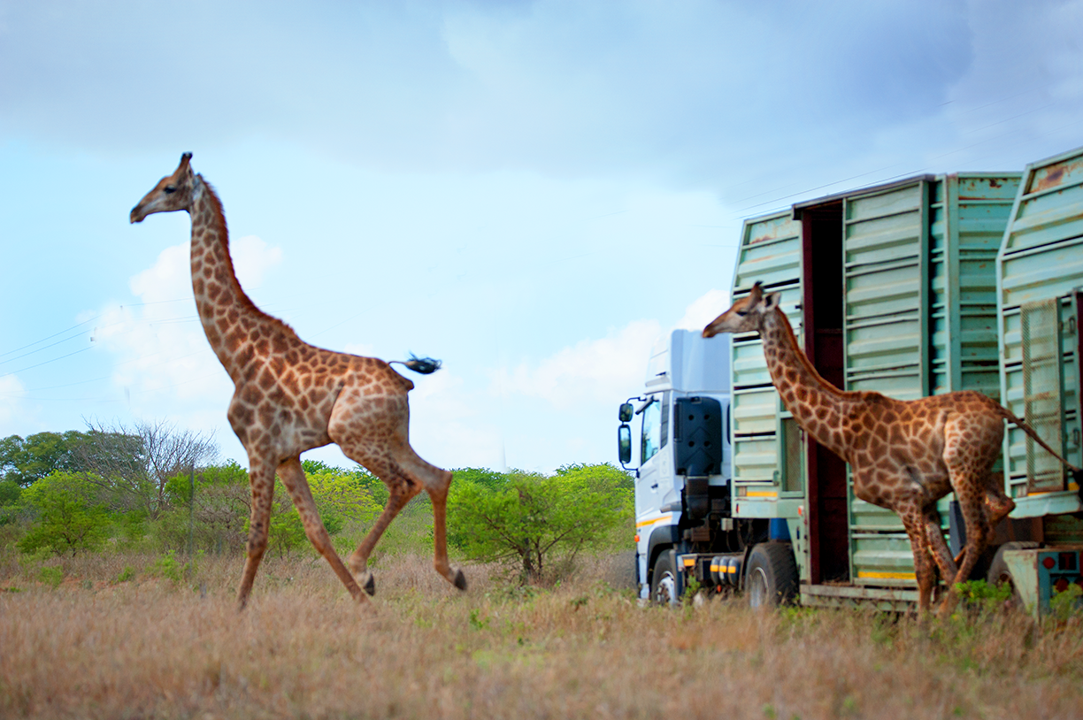 _0002_giraffe-3_small.png