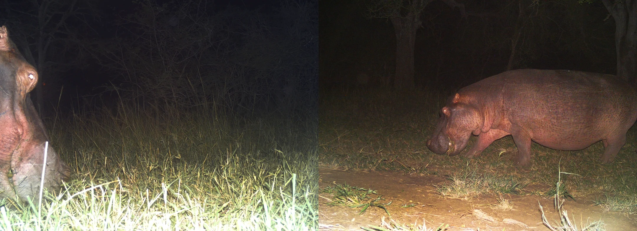 It was the first time we'd seen a hippopotamus (Hippopotamus amphibius) on the move and out of the river at Ukuwela, captured here feeding on grass in the cool of the night. These shots was captured at 3am using a motion-triggered flash. 