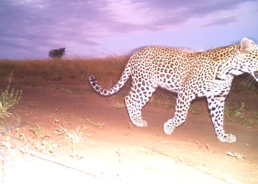 A leopard ( Panthera padres) at sunset on Ukuwela. 