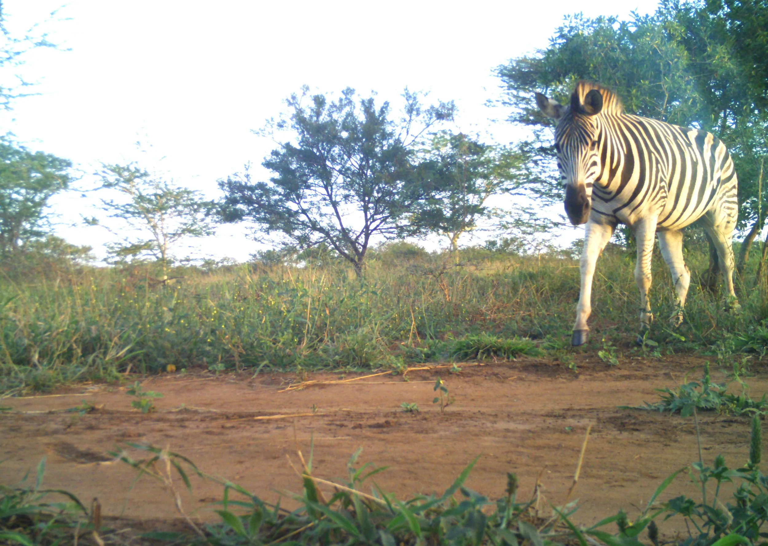 A Plains Zebra (Equus quagga) in the late afternoon.