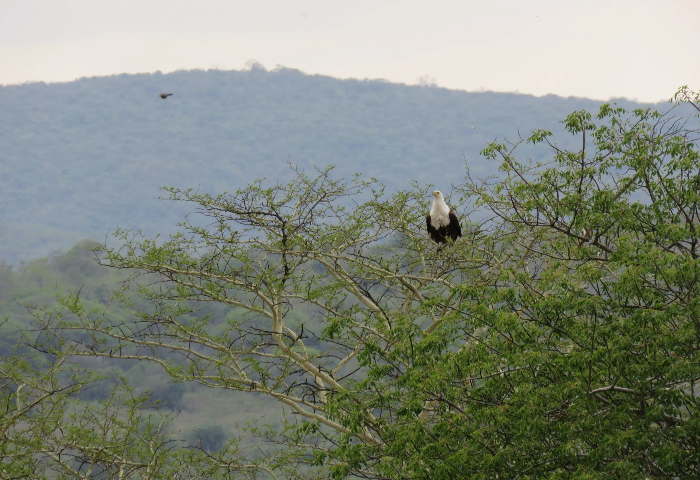 An African Fish Eagle (Haliaeetus vocifer) waiting to feed on termites