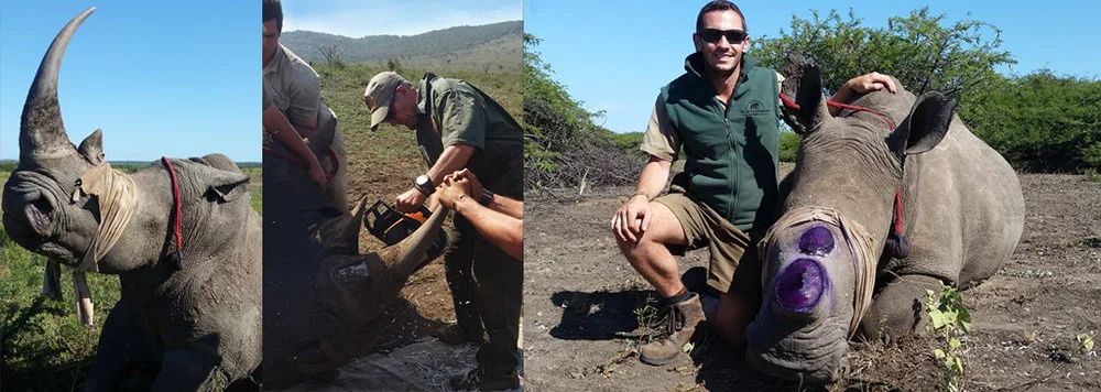 dehorning rhinos.jpeg