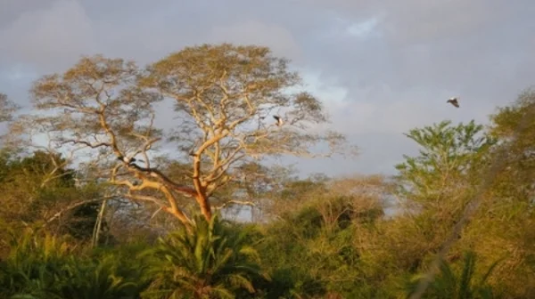 A river scene at Ukuwela, our protected wildlife conservancy in KwaZulu-Natal South Africa. 