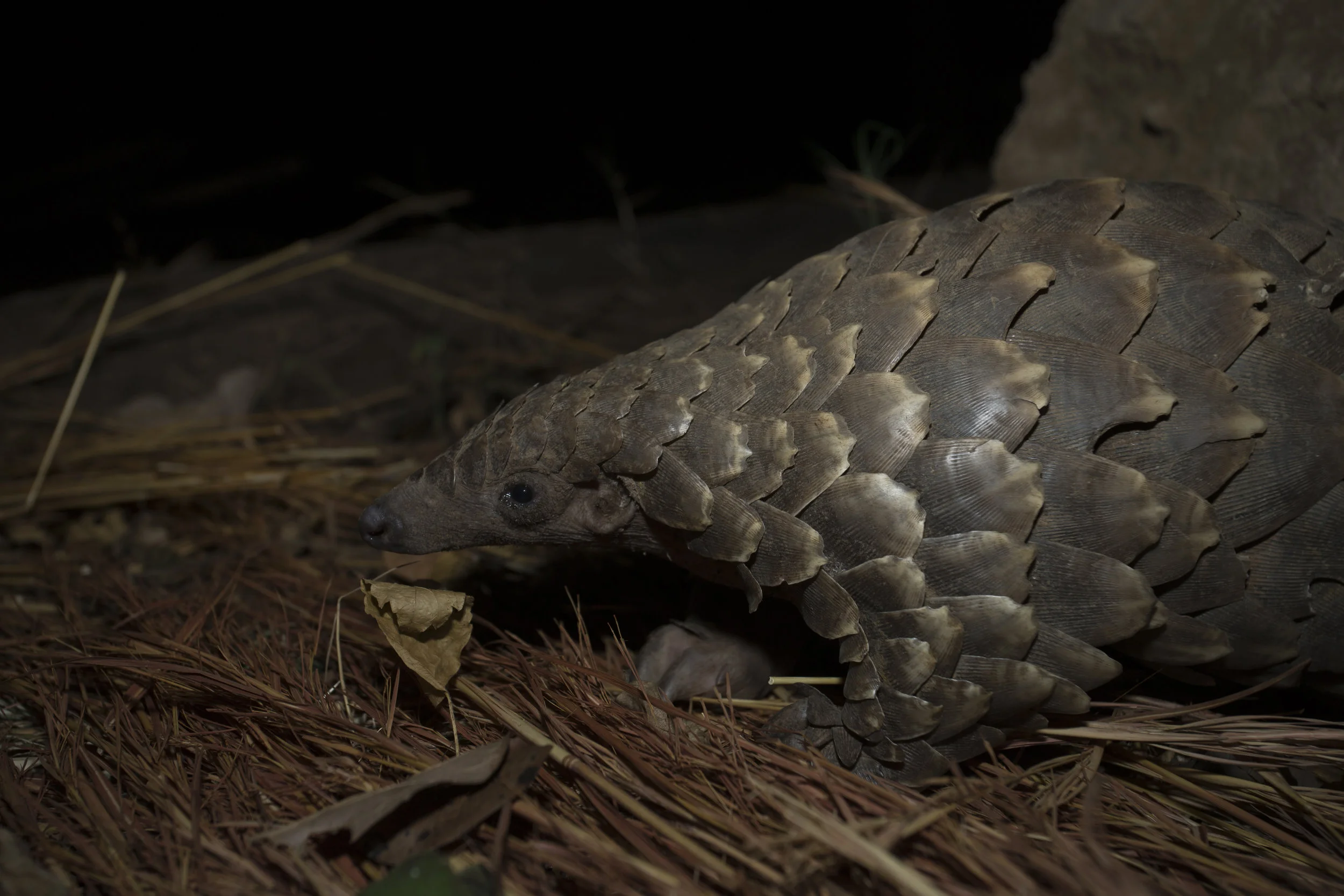 Temminick's pangolin at night. Photo Credit: Luke Massey/WildScreenExchange